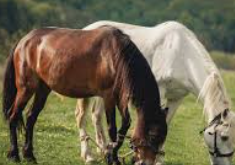 วิเคราะห์สายพันธุ์ม้า ufabet เพื่อการเดิมพันแข่งม้าอย่างมีประสิทธิภาพ